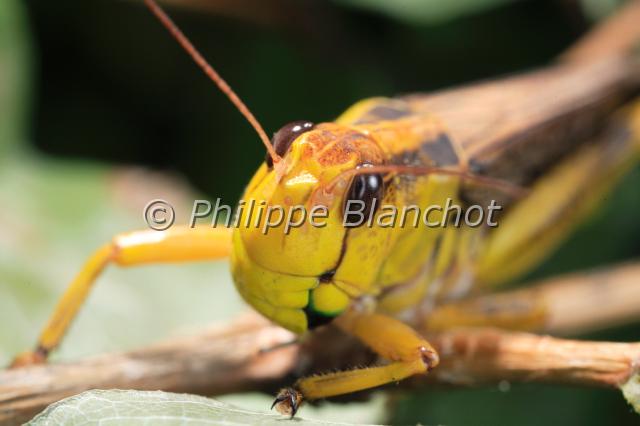 locusta migratoria male.JPG - Criquet migrateur, locuste (portrait mâle, forme solitaire)Locusta migratoriaMigratory locustOrthoptera, AcrididaeFrance